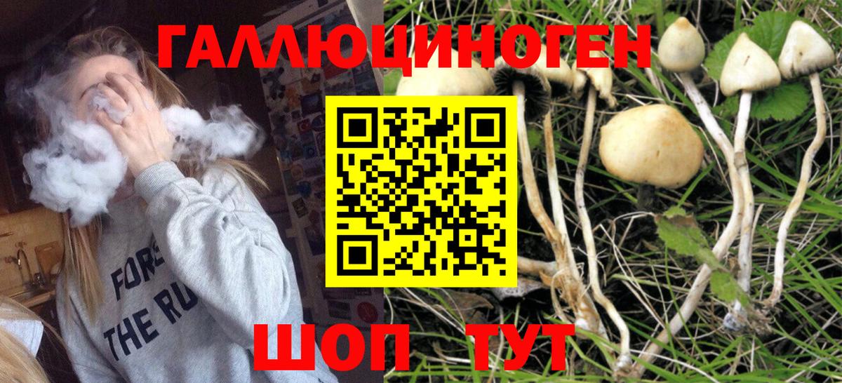Галлюциногенные грибы Cubensis Саров